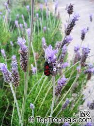 Image result for Lavandula dentata