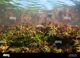 Image result for Podostemaceae