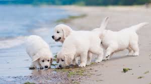 Labrador Retriever Puppies For Sale Labrador Retriever Dog Labrador Retriever Retriever Dog
