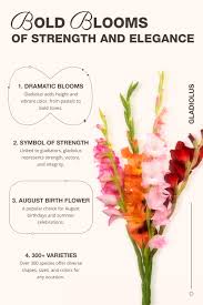 Image result for Gladiolus melleri