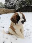 Saint Bernard Puppies For Sale - AKC PuppyFinder