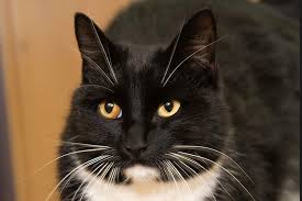 Adopt a pet from north shore animal league america today! Adoptable Adorable Pittsburgh Pet Of The Week Oliver Pittsburgh Magazine