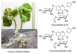 Image result for Cissus aralioides