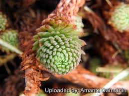 Image result for Sedum ruwenzoriense