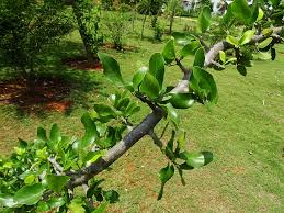 Image result for Drypetes gerrardii