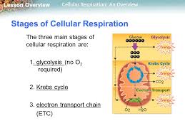 We did not find results for: Cellular Respiration Stages