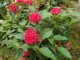 We did not find results for: Photo Of The Entire Plant Of Egyptian Star Cluster Pentas Lanceolata Graffiti Lipstick Posted By Poisondartfrog Garden Org
