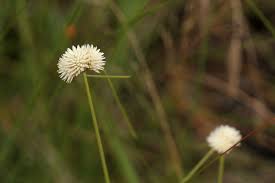 Image result for Ascolepis capensis