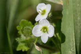 Image result for Veronica abyssinica