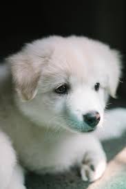 Close Up Photo Of A Small Short Coated White Puppy Free Stock Photo