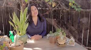 Pasadena suite № 1 is located at united states, pasadena, 562 south rosemead boulevard. Our Most Popular Cacti And Succulents Youtube
