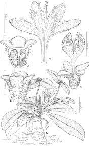 Image result for Kohautia confusa