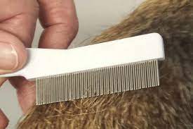 Deposit fleas in hot soapy water to kill them. Would Your Pet Pass The Flea Comb Test Peninsula Vet