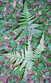 Image result for Hypolepis