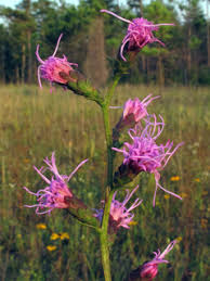 Image result for Indigofera cylindracea