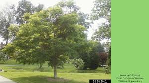 Roasted seed used as a coffee substitute. Kentucky Coffeetree Acreage Life Nebraska
