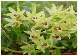 The Stem Of Noble Dendrobium Officinale Kimura Et Migo Dendrobe Dendrobium Nobile Segment Shi Hu