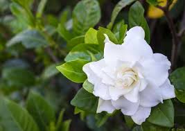 Maybe you would like to learn more about one of these? 12 Fragrant Flowers For Your Garden Bob Vila