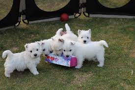 Below are our newest added pups available for adoption in florida. Westie Puppies For Sale Florida