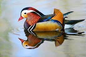 Последние твиты от mandarin duck (@mymandarinducky). Mandarin Duck Facts Animals Of Asia Worldatlas