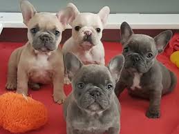 I soggetti fulvi e tigrati devono, tuttavia, avere la maschera nera o grigia sul muso che non superi gli occhi. Bulldog Francese Bulldog Francese Blu E Bulldog Inglese Carattere Salute Prezzi Notizie In Vetrina