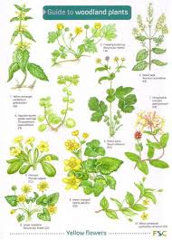 id chart woodland plants