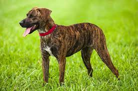 Treeing Tennessee Brindle Dog Breed Info Pics More
