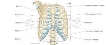 In vertebrate anatomy, ribs (latin: Thoracic Wall And Breast Illustrations