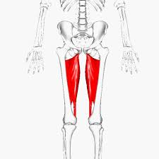 Disciplines as diverse as dancing, kick boxing and football are sports where groin . Causes And Treatments For Groin Strain Physio Pilates Central