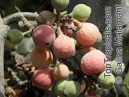 Image result for Ficus sycomorus