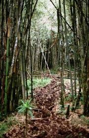 Image result for Oldeania alpina