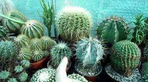 Bioenergy grass can withstand freezing temperatures. What Cold Damage Is Like On Barrel Cactus Echinocactus Ferocactus Prickly Pear Cactus Opuntia Youtube