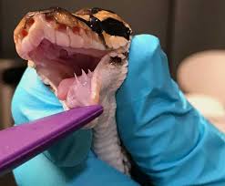 More images for how often should you feed a ball python » 10 Banana Ball Python Care Tips You Must Know Before Getting One Exopetguides