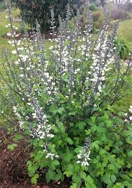 Image result for Baphia multiflora