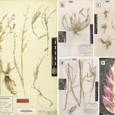 Image result for Eragrostis welwitschii