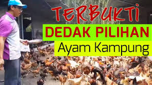 Sesudah cara membuat pakan ikan lele dari dedak sudah dilakukan, maka langkah selanjutnya yang bisa dipersiapkan adalah cara pemberian pakan pada ikan lele sebelum nantinya bisa diberikan sebagai pakan organik. Makanan Ayam Kampung Berkualiti Dedak Warisan Terbukti Dan Halal Youtube