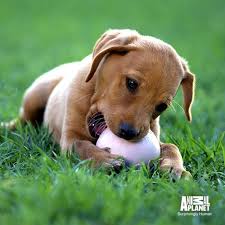 Watch kitten cam on animal planet live, the web's top destination for animal planet programming and live animal cameras. Animal Planet Tune In To The Puppy Cam Live On Aplive Facebook
