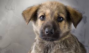 The world is large and to an eight week old puppy just about everything is considered formidable. Developmental Stages Of Puppies Clinician S Brief