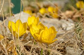 Weitere ideen zu modestil, herbstzeitlose, outfit. Gelbe Herbstzeitlose Foto Bild Colorfoto Farben Blumen Pflanzen Fotos Bilder Auf Fotocommunity
