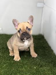 400 x 285 jpeg 12 кб. French Bulldog Puppies For Sale Lancaster Puppies