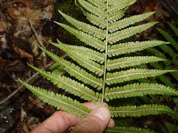 Image result for Dryopteris