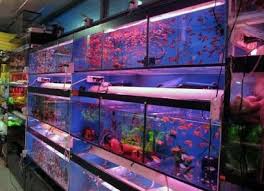 Terdapat beragam jenis udang hias air tawar yang bisa anda pilih untuk melengkapi aquarium. Cara Budidaya Ternak Ikan Hias Air Tawar Di Aquarium