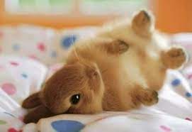 もふもふした可愛い動物画像ください もふ死注意 おかしな動物 うさぎ 赤ちゃん かわいい動物の赤ちゃん