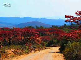 Image result for Monotes engleri