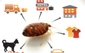 According to a survey, the most commonly infested places are the mattress (98.2%), boxspring. Bed Bugs Pest Control Canada