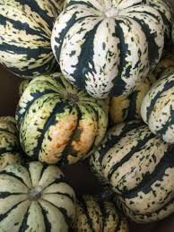 Image result for carnival acorn squash
