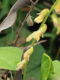 Image result for Rhynchosia kilimandscharica