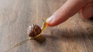 It is when they climb, they cause trouble. 9 Things To Consider Before Buying A Pet Snail
