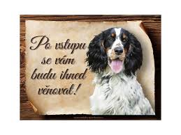 Image result for anglický špringršpaněl