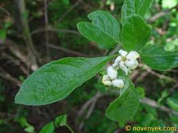 Image result for Catunaregam